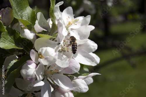 Bee on white flowers