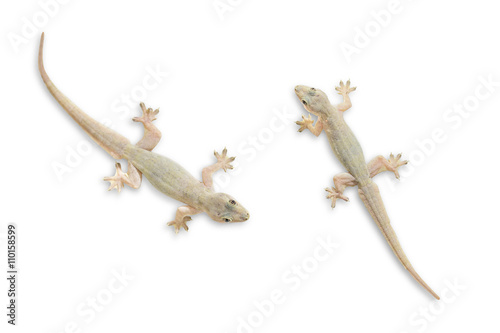 Gecko isolate on white with clipping path