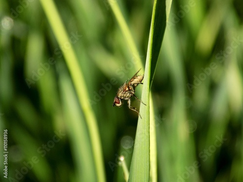 Fly on grass blade