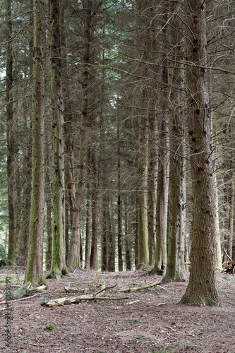 Wallpaper Mural Beautiful spring forest Torontodigital.ca