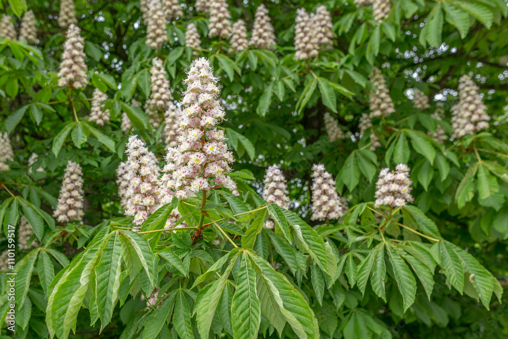 European horse-chestnut (Aesculus hippocastanum) tree in blossom. European horse-chestnut (Aesculus hippocastanum) tree in blossom.