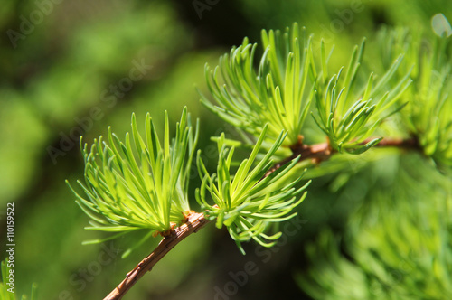 close photo of a twig of a larch with fresh green needles in spring