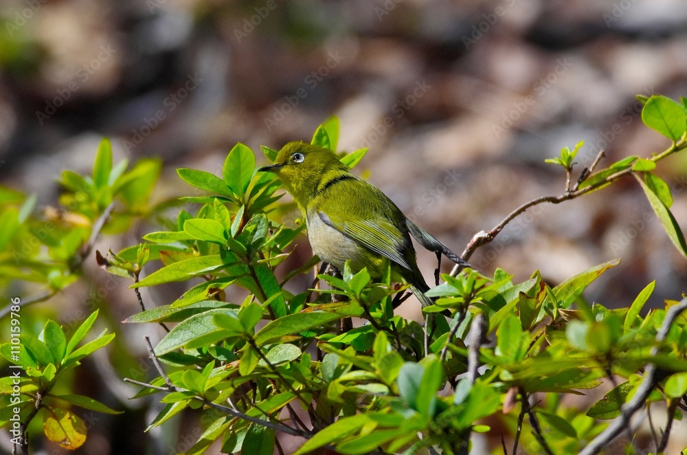 Obraz premium Japanese white-eye