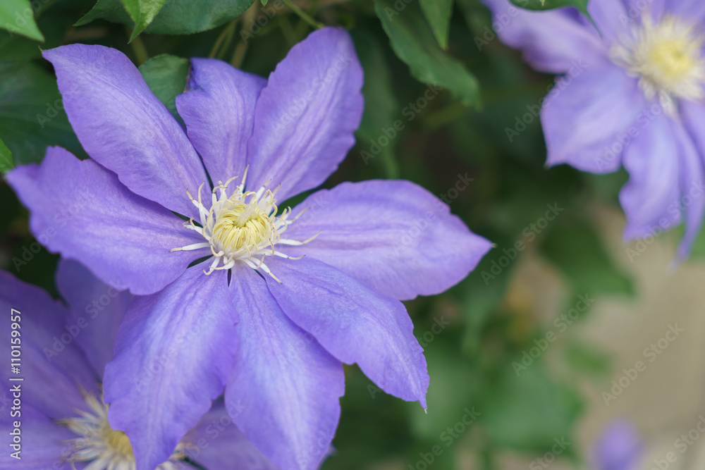 クレマチスの花 クレマチスの花