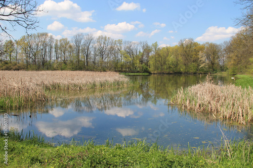 nice pond in Poodri, Czech Republic with trees on its banks and some reed on sunny spring day photo