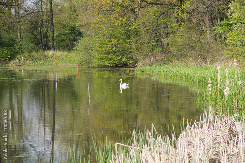 white swan on the nice pond in Poodri, Czech Republic in spring
