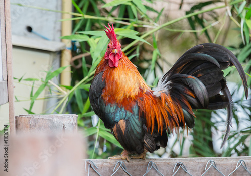 close up portrait of bantam chicken, poultry photo