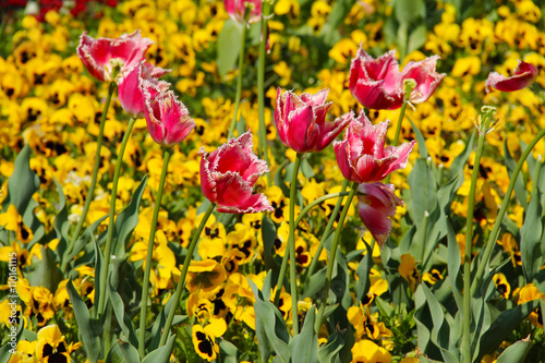 pink tulips and yellow pansies on the flowerbed in spring