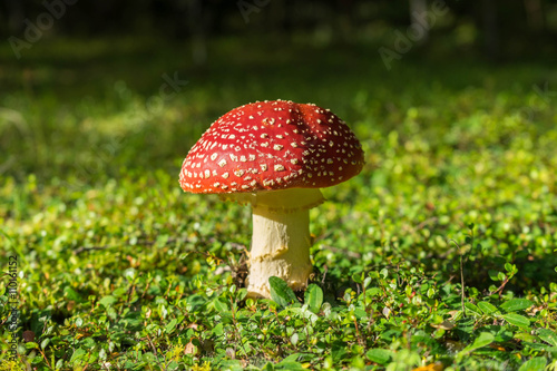 Flyagaric mushroom