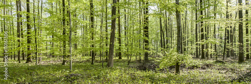 pattern of young trees in the forest