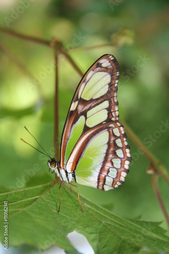 Tableau sur toile Butterfly 010