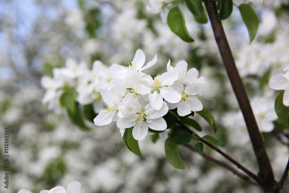 Obraz premium Spring blossom on apple tree