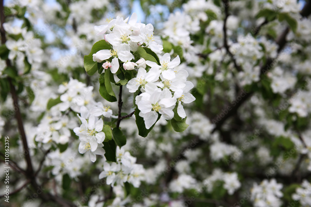 Spring blossom on apple tree Spring blossom on apple tree
