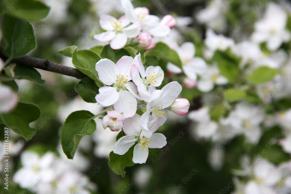 Spring blossom on apple tree Spring blossom on apple tree