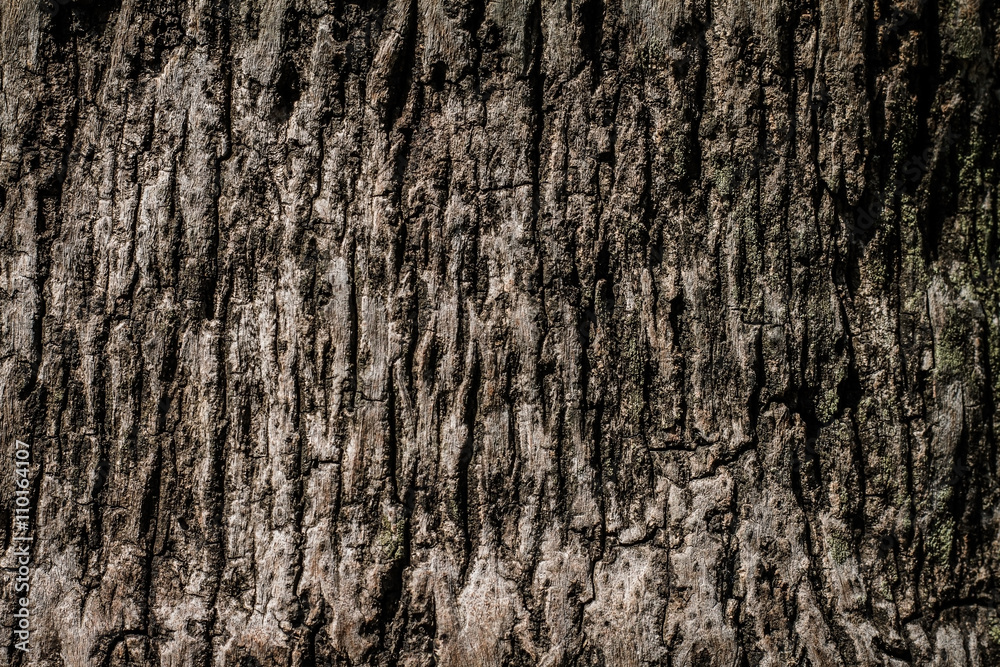 Tree bark texture Tree bark texture