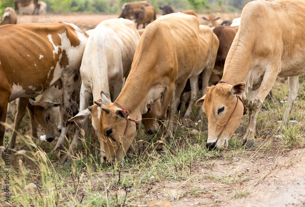 Group of asia cows eating grass in a field Group of asia cows eating grass in a field