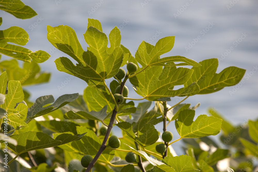 Obraz premium Figs on a Green Fig Tree