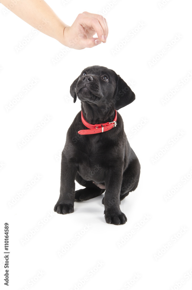 Obraz premium Black labrador puppy waiting for food from woman hand