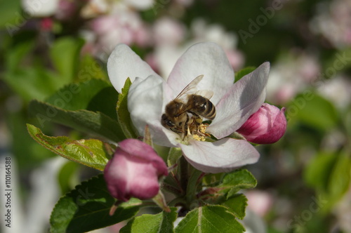 Bee on apple blossom.