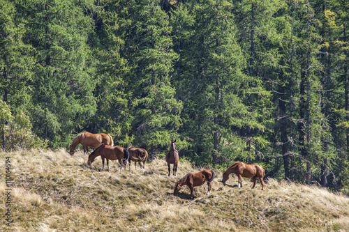 Free Grazing Horses in the Mountain © omphoto