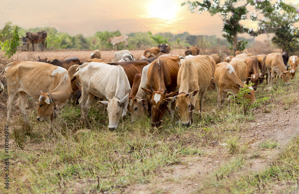Obraz premium Asian cow herd eating grass in a field on sunset