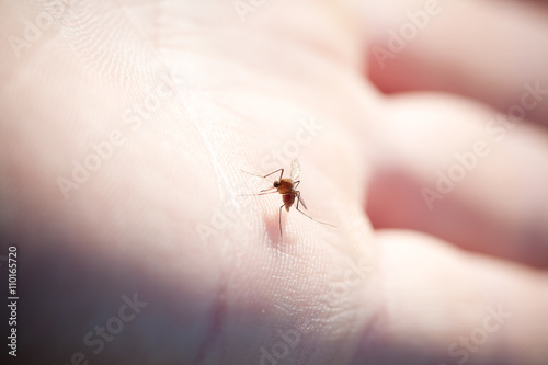 mosquito © mycteria