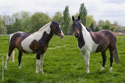 Deux chevaux Pinto au pr  
