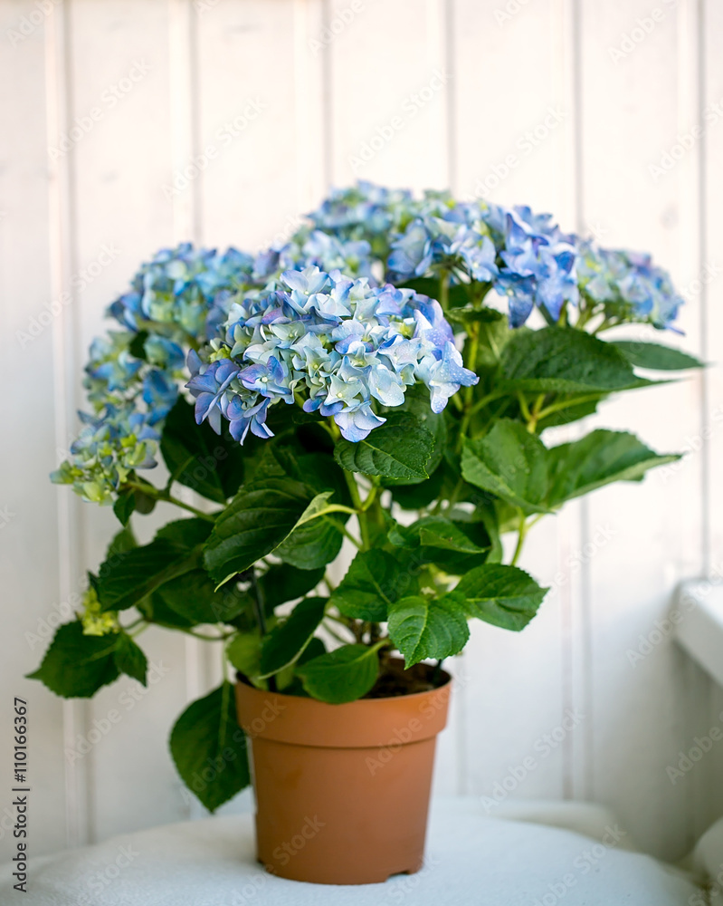 Fototapeta premium Blue hydrangea macrophylla in a pot
