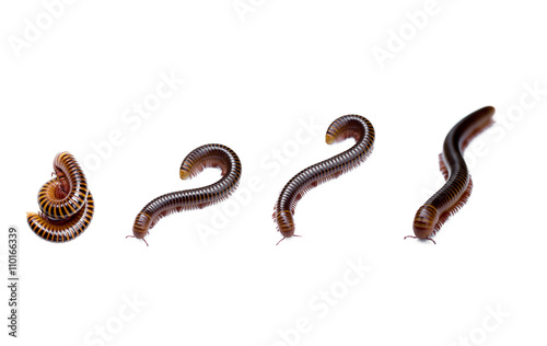 Siamese Millipede in different movement in isolated