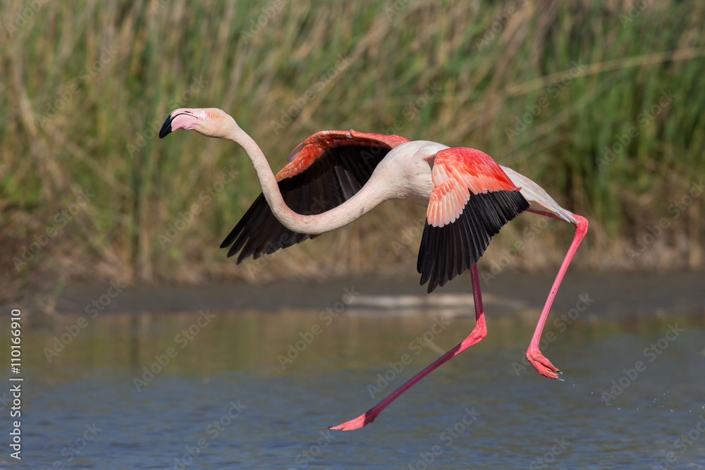 Fototapeta premium Landing greater flamingo (Phoenicopterus roseus), Camargue, France
