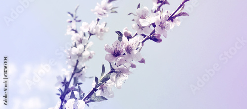 Horizontal banner Retro cherry blossom with young green leaves