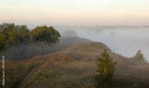 trees in the dense fog