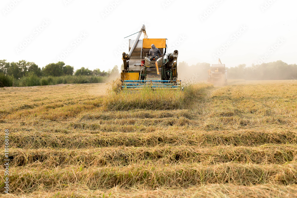 Fototapeta premium harvesting machinery working in rice field