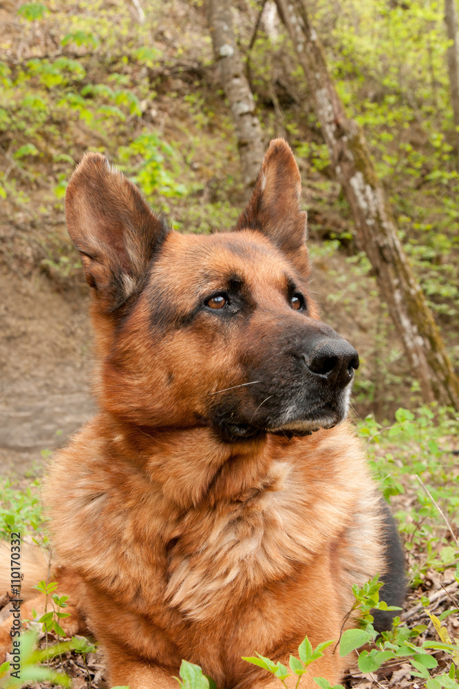 portrait chien berger allemand senior portrait chien berger allemand senior