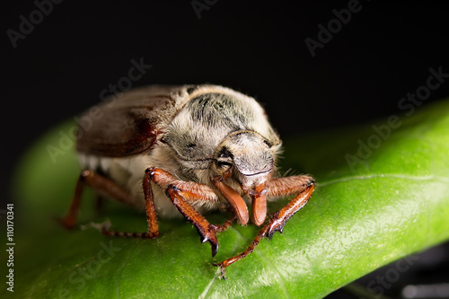 May beetle on a green leaf © maks777
