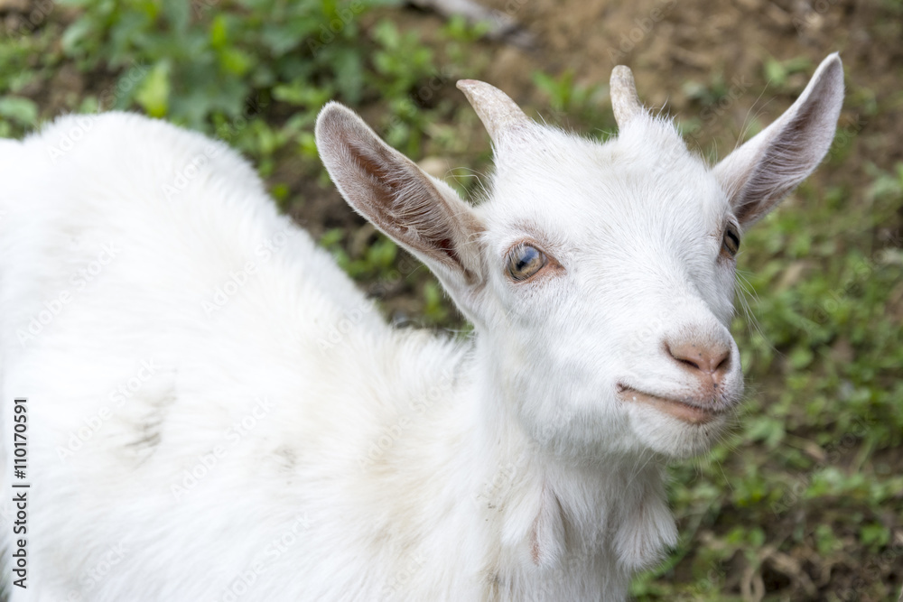 Obraz premium Young goats 