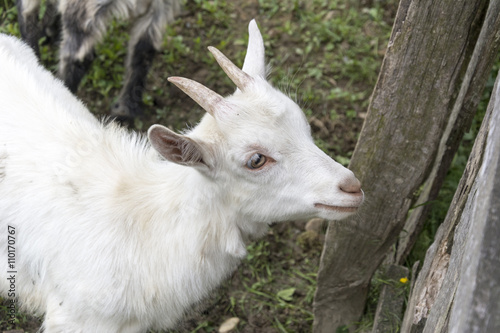Fototapeta Naklejka Na Ścianę i Meble -  Young goats 
