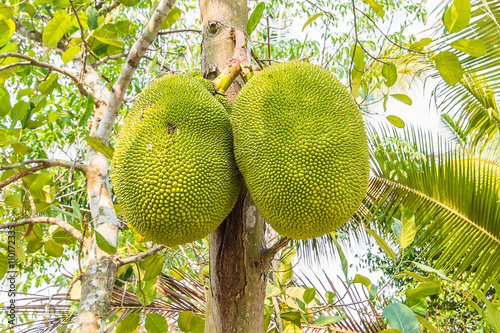 Jackfruit in orchard