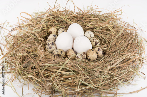 Eggs in nest. On white background