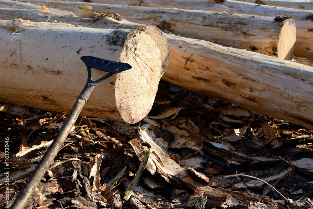 Pile of pine logs, industrial tree felling