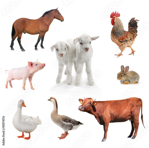  livestock