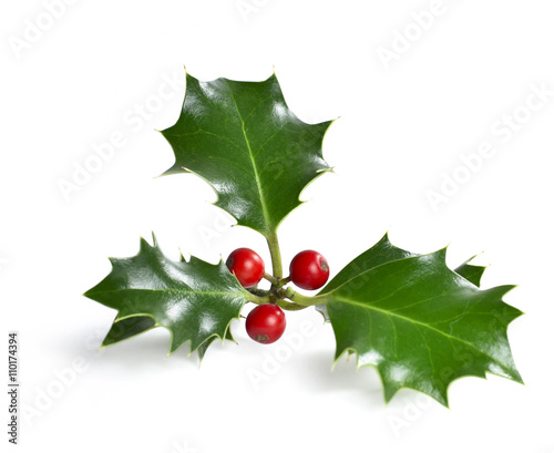 Christmas holly. Holly, isolated on white background. Design element or christmas decoration.