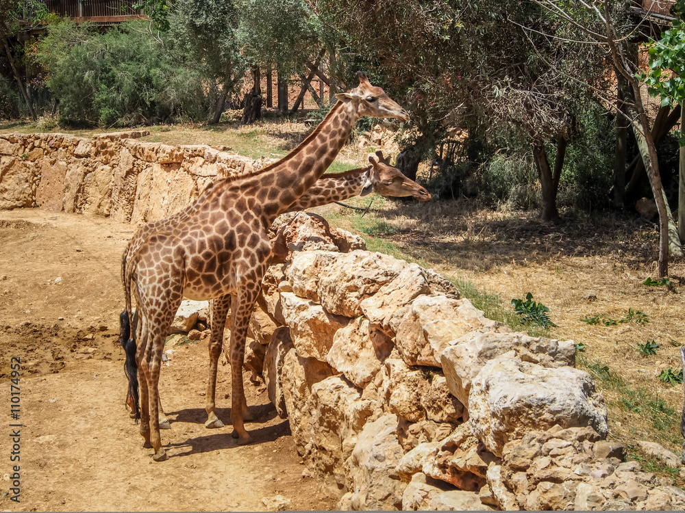 Fototapeta premium Giraffes, Jerusalem Biblical Zoo in Israel