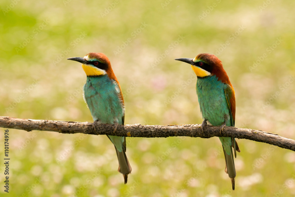 Obraz premium Pair of bee-eaters
