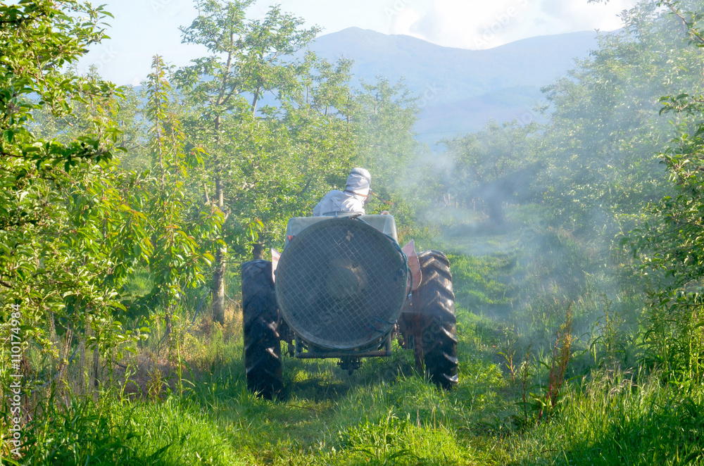 Obraz premium spraying apple orchard in may