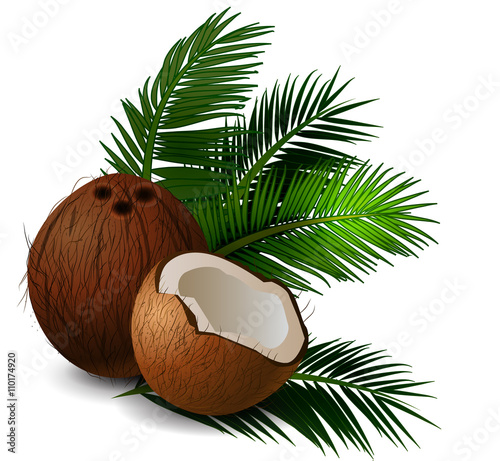 Coconut tropical nut fruit 
