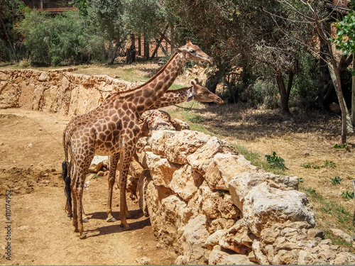 Giraffes, Jerusalem Biblical Zoo in Israel