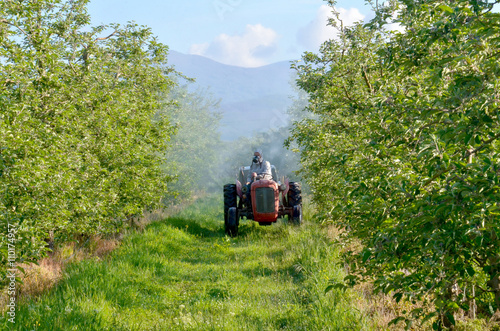 spraying apple orchard in may