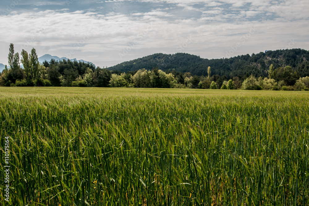 champs de blé dans les Hautes Alpes - France