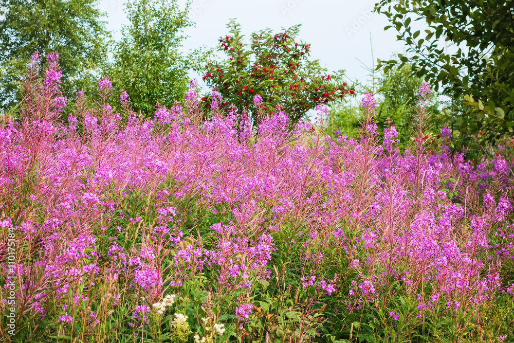 Naklejka premium Blooming Fireweed